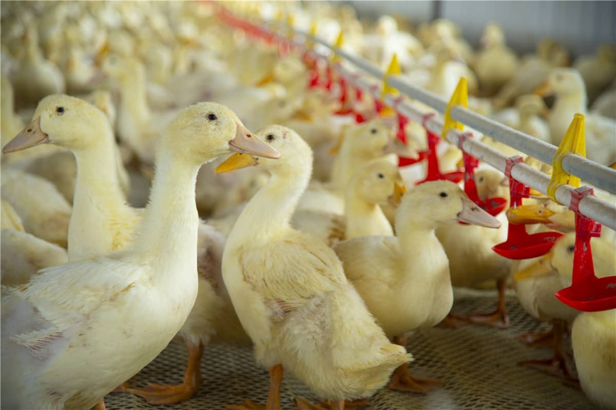 Potenziare l'allevamento intelligente grazie alla tecnologia RFID