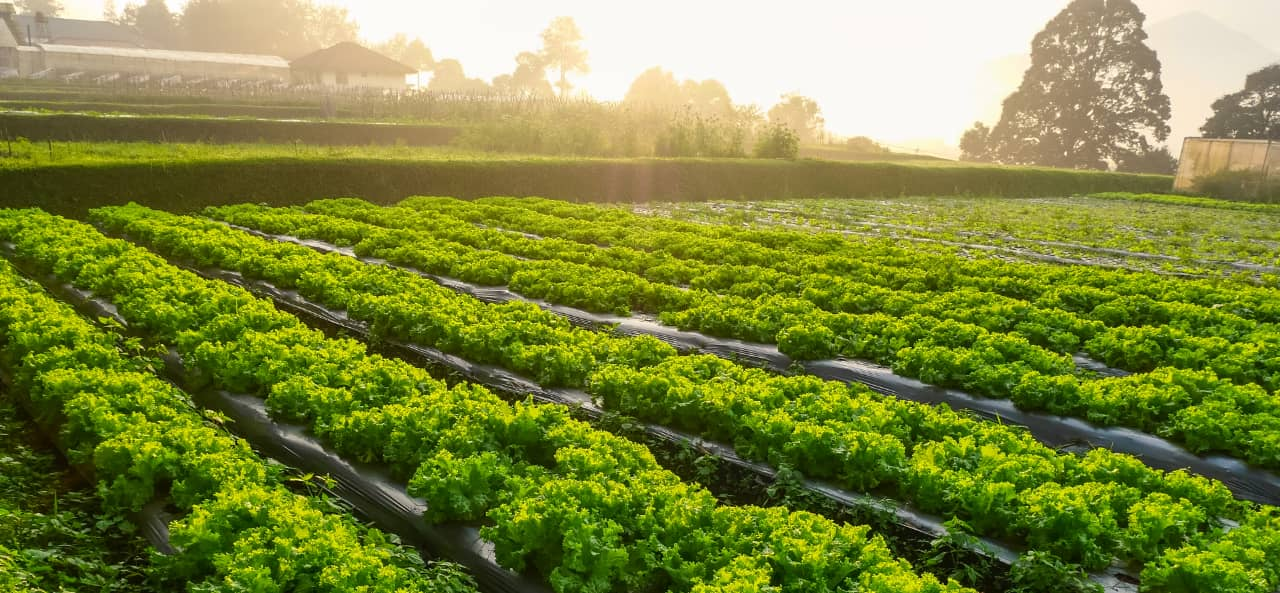 RFID nell'agricoltura intelligente: dai moduli RFID UHF agli adesivi per il tracciamento e la manutenzione dei macchinari.